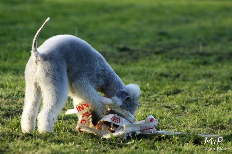 2010-10-03 Coursing-Training GE (41).jpg